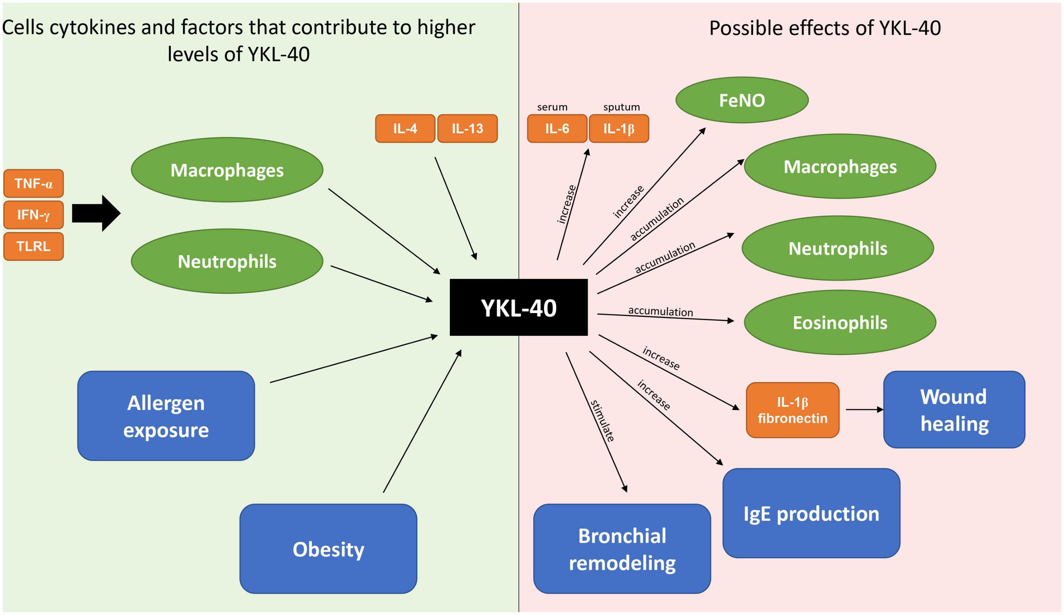 YKL-40 as a possible marker of neutrophilic asthma